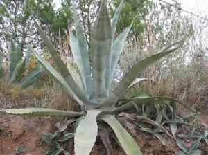agave (c)wikipedia